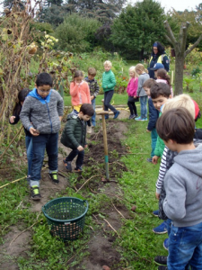 Kartoffelernte in der Gartenarbeitsschule